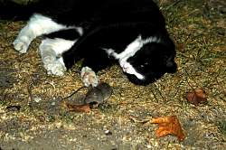 Cool&Mouse1.jpg