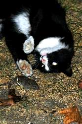 Cool&mouse2.jpg