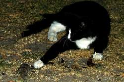 Cool&mouse3.jpg