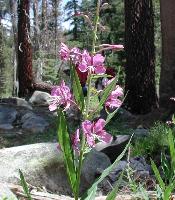 Wildflowers