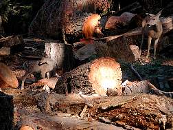 fawn&doe2.jpg