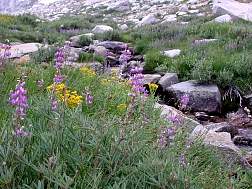 wildflowers6.jpg