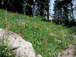 wildflowers7.jpg